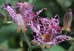 IMG_2533wb