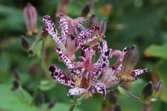 IMG_2536wb