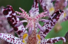 IMG_2538wb