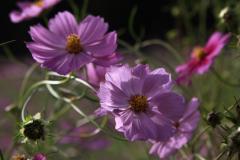 IMG_0009wb
