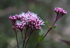 IMG_3817wb
