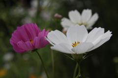 IMG_3498wb