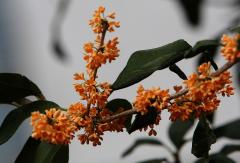 IMG_2683wb