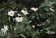 IMG_2661wb