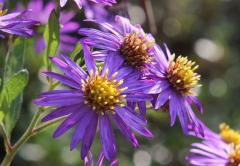 IMG_2747wb