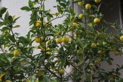 IMG_2903wb