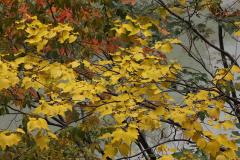 IMG_3060Awb