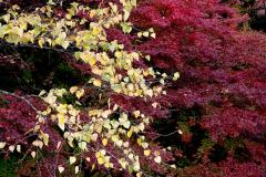 IMG_4658wb