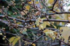 IMG_3227wb