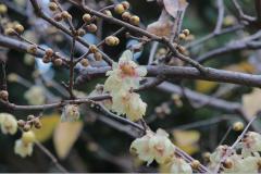 IMG_3271Awb