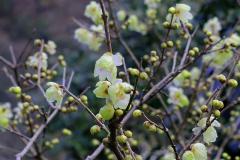 IMG_3273wb