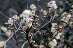IMG_3274wb