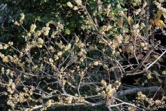 IMG_3277wb