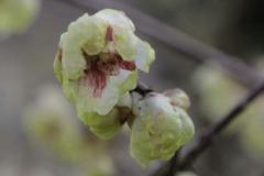 IMG_3299wb