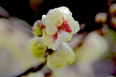 IMG_3300Awb