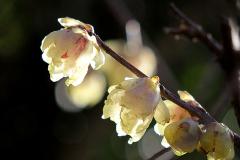 IMG_3303Awb