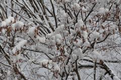 IMG_3432wb