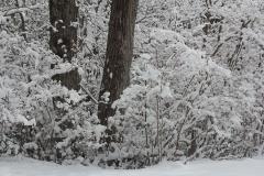 IMG_3433wb