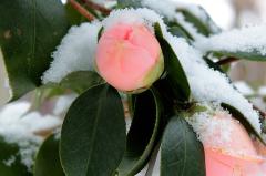 IMG_3350AAwb