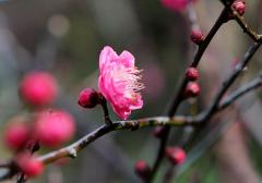 IMG_3451wb
