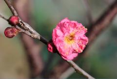 IMG_3457wb