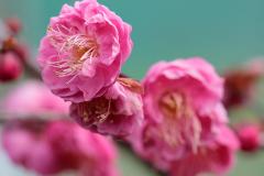 IMG_3531Awb