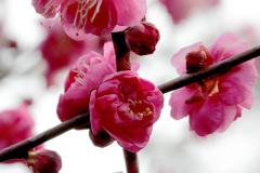 IMG_3532Awb