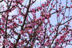 IMG_6110Awb