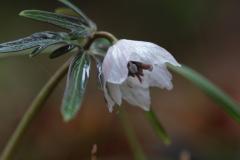 IMG_3485wb