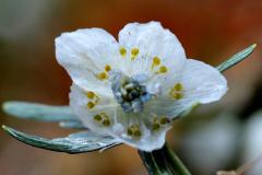 IMG_3491wb