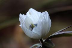 IMG_3494wb