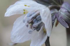 IMG_3497Bwb