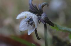 IMG_3497wb