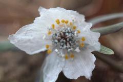 IMG_3500wb