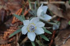IMG_3633wb