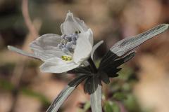 IMG_3660wb
