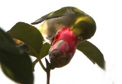 Image00009