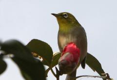 Image00010