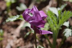 IMG_0183wb