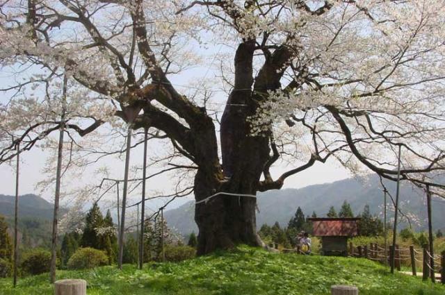 醍醐桜02wb.jpg