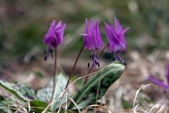IMG_1023Awb