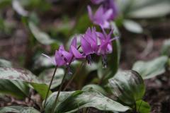 IMG_1024wb
