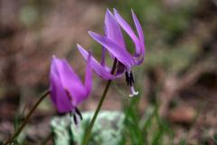 IMG_1025wb