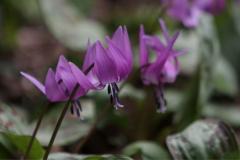 IMG_1026wb