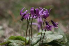 IMG_1028wb