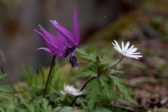 IMG_1075wb