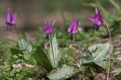 IMG_1078wb