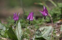 IMG_1079wb