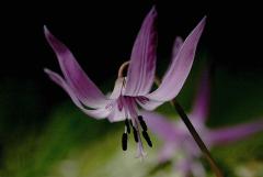 IMG_4942Awb
