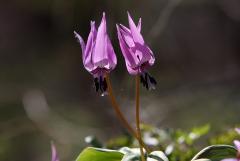 IMG_8509wb